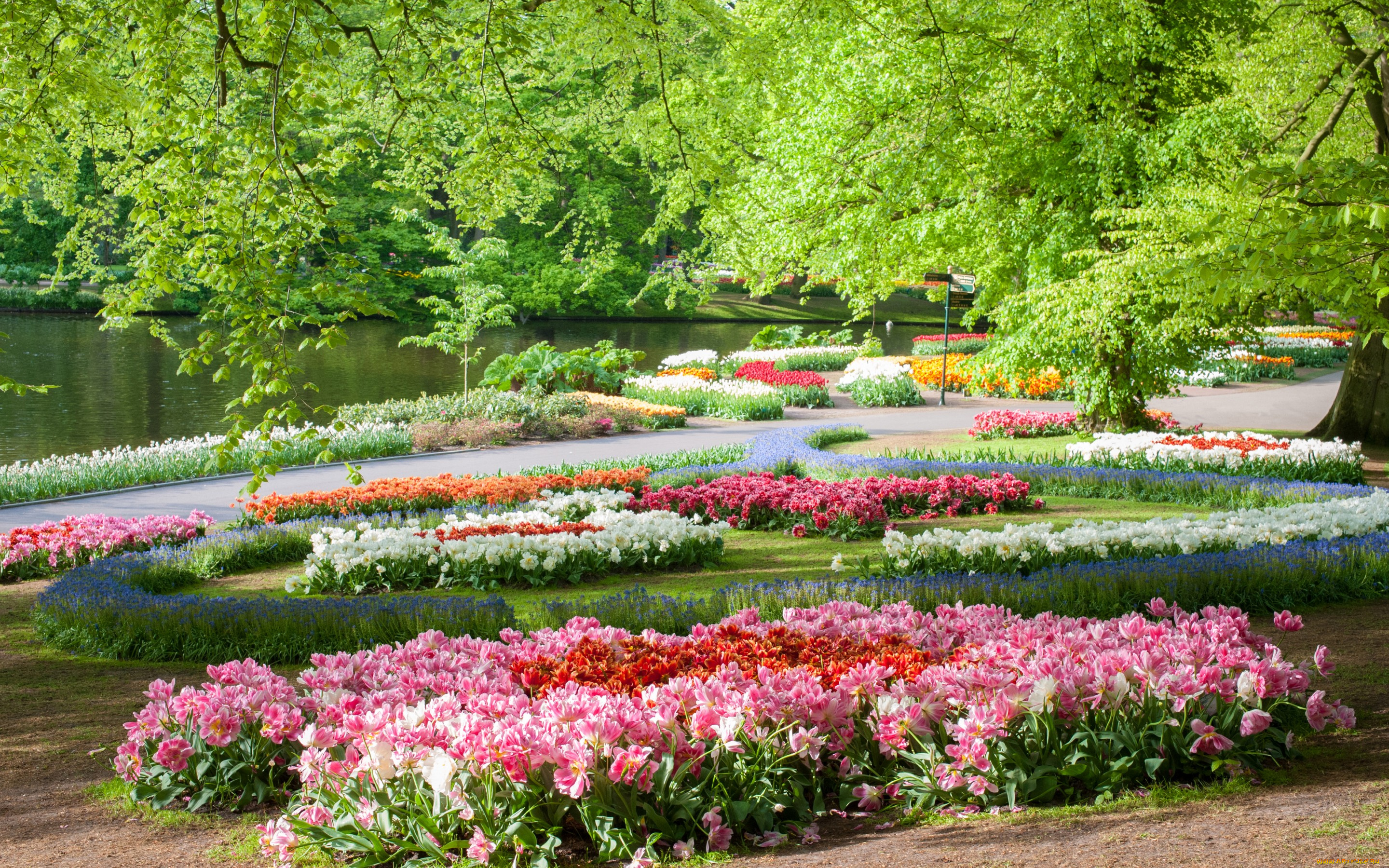 цветы, разные, вместе, нидерланды, пруд, парк, keukenhof, gardens, деревья