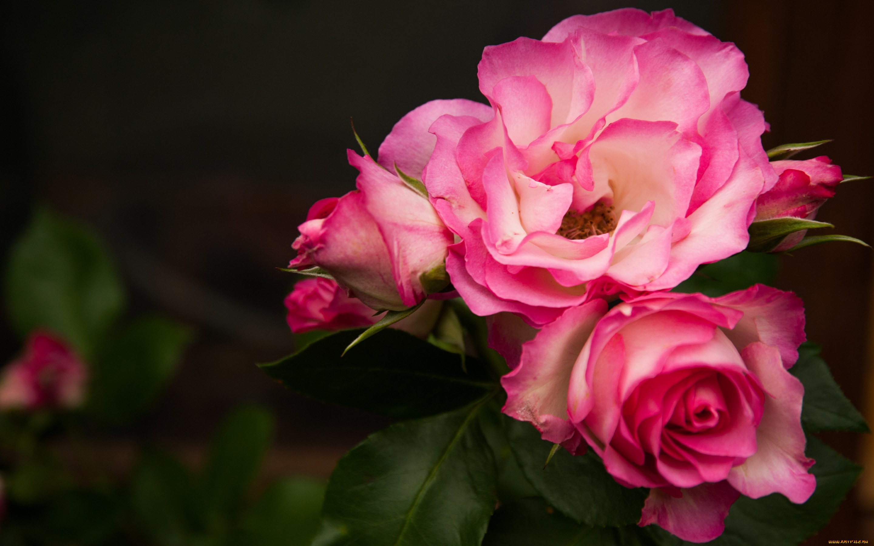 цветы, розы