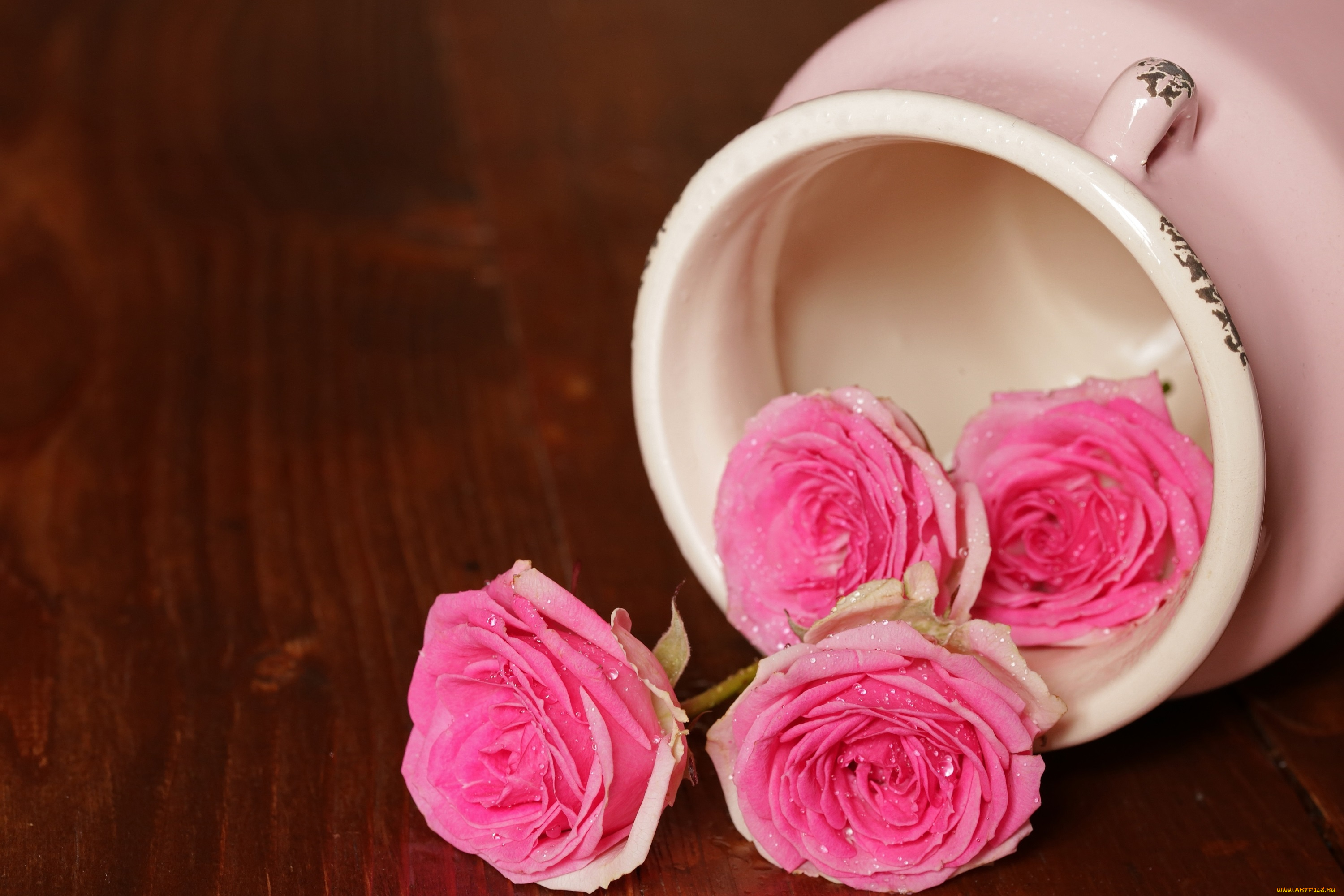 цветы, розы