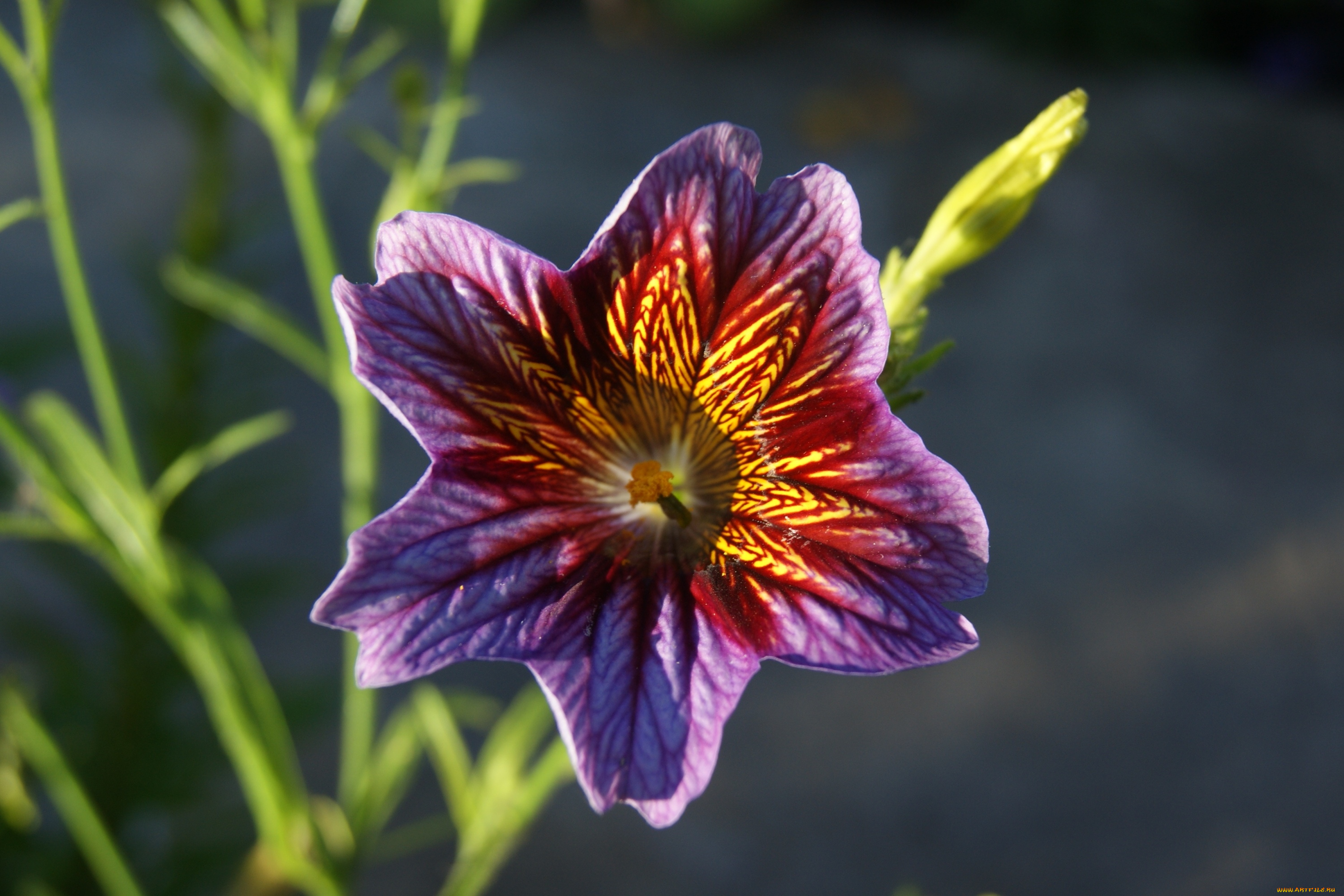 цветы, серый, фон, цветок