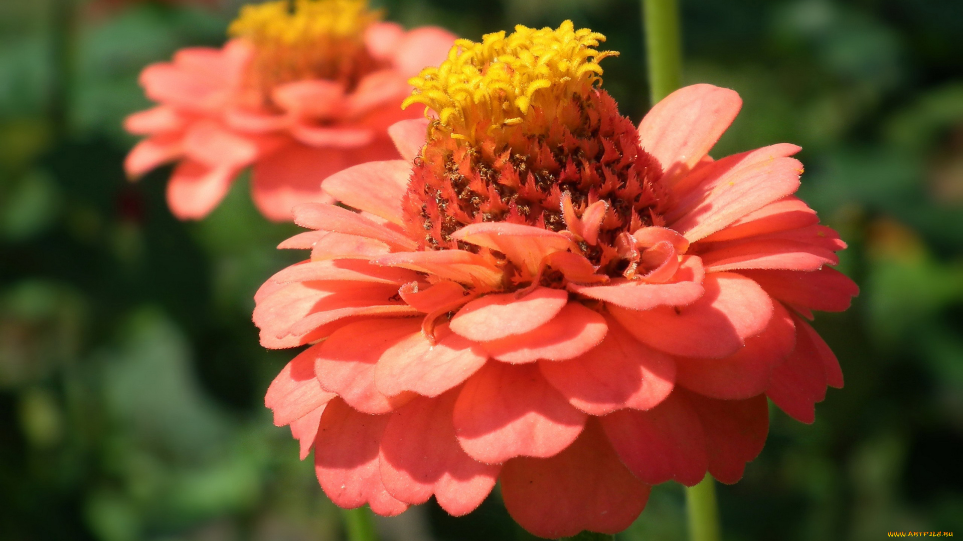 цветы, цинния, розовый, макро