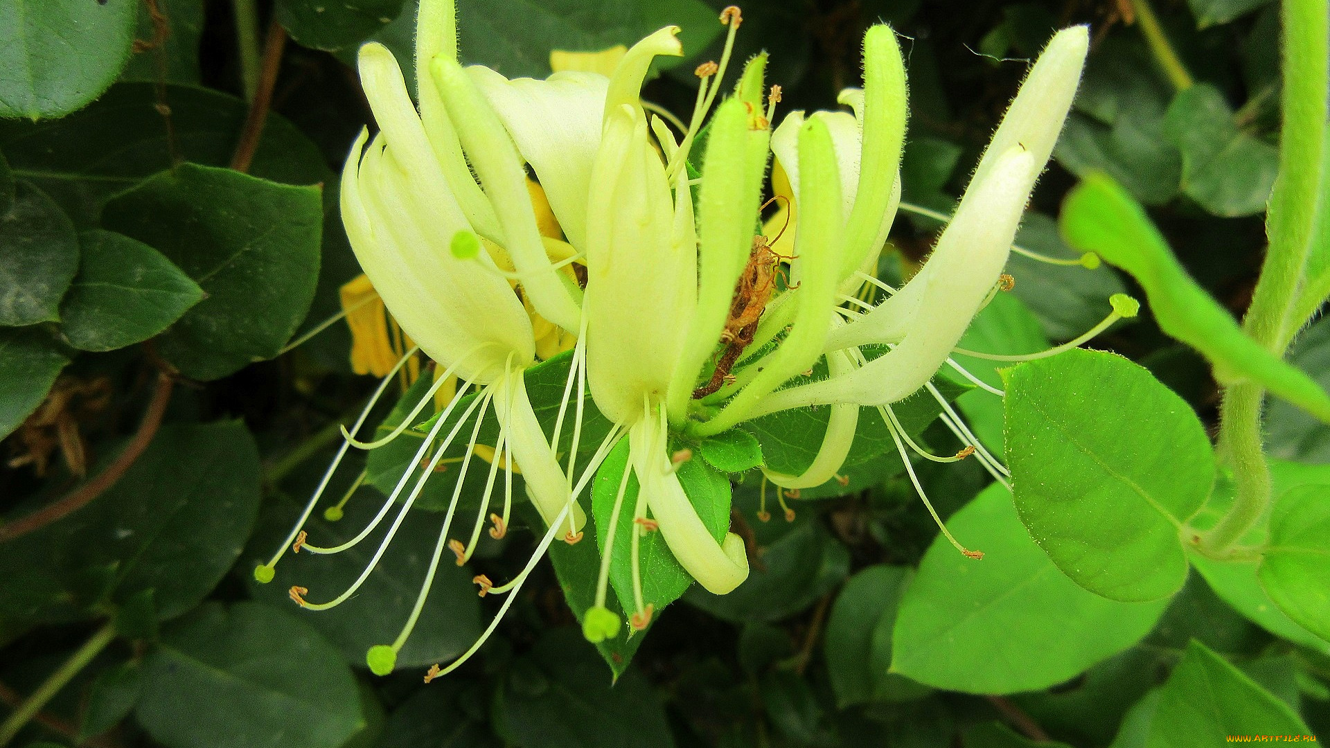 цветы, цветущие, деревья, , , кустарники, макро