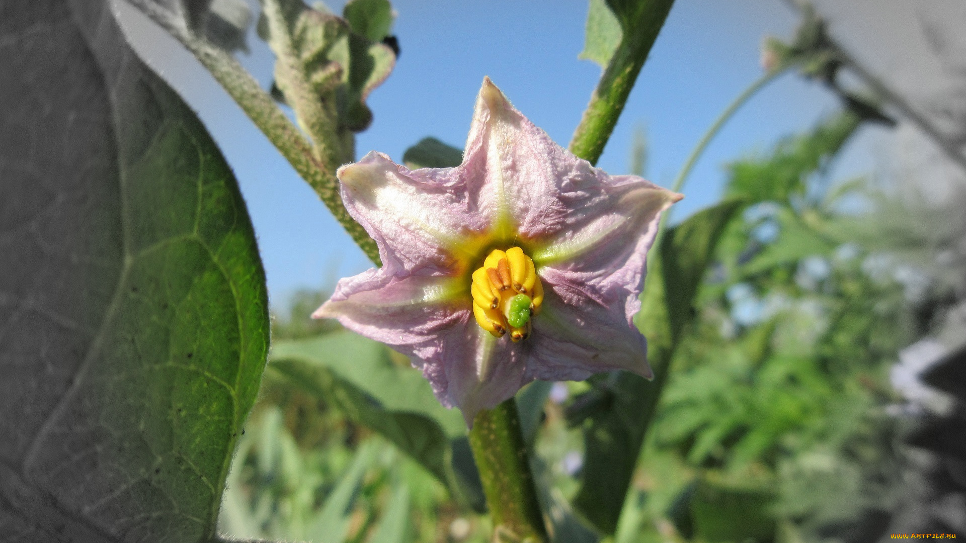 цветы, цветущие, овощи, , ягоды, баклажан