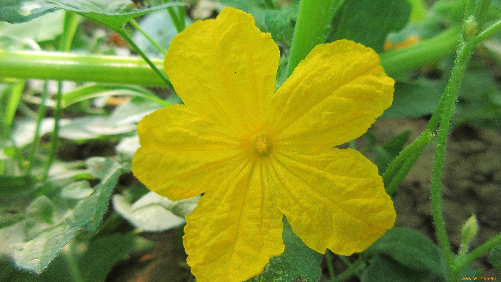 цветы, цветущие, овощи, , ягоды, огурец