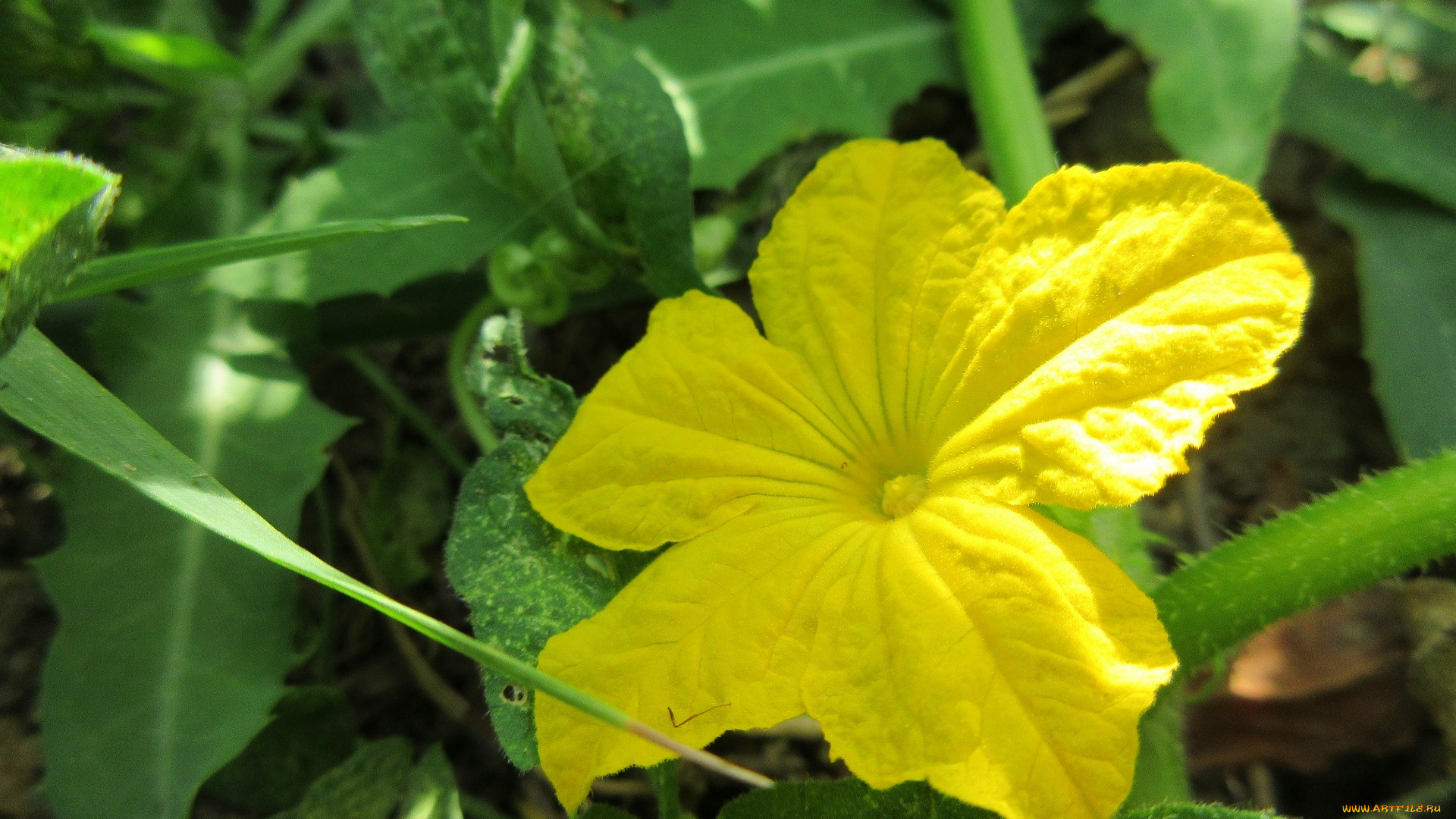 цветы, цветущие, овощи, , ягоды, огурец