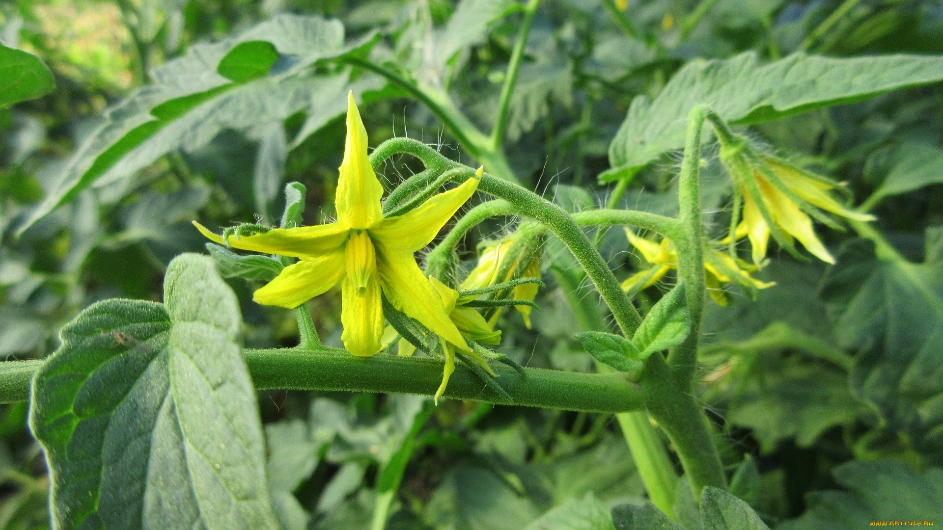 цветы, цветущие, овощи, , ягоды, помидоры