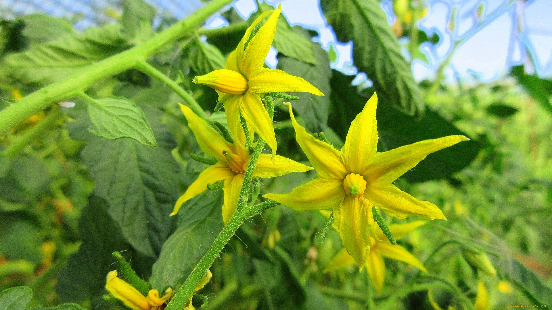 цветы, цветущие, овощи, , ягоды, помидоры