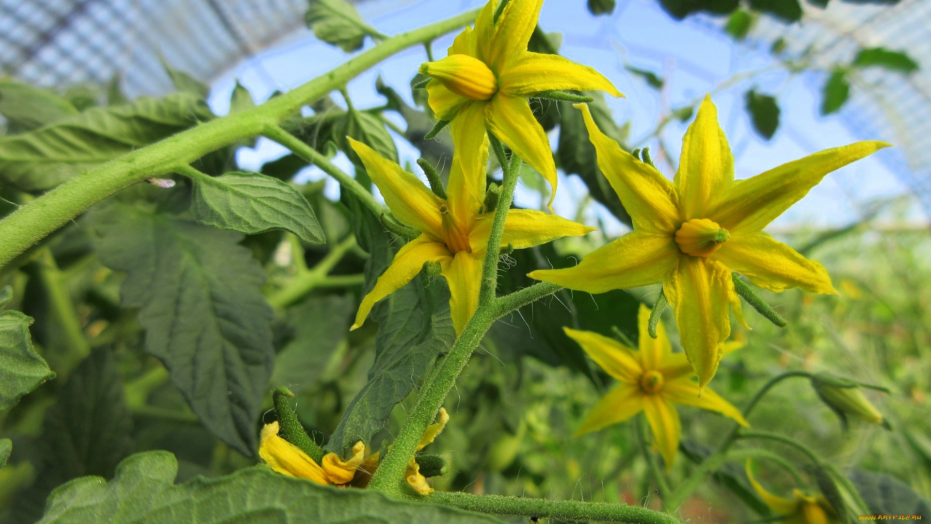 цветы, цветущие, овощи, , ягоды, помидоры