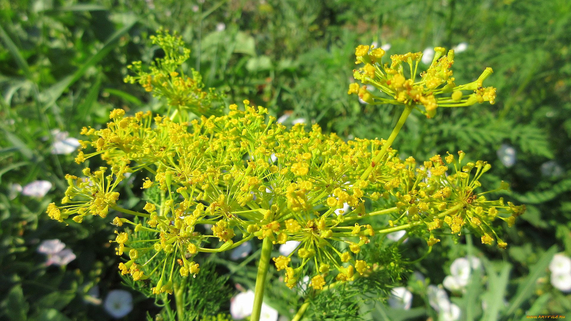 цветы, цветущие, овощи, , ягоды, укроп