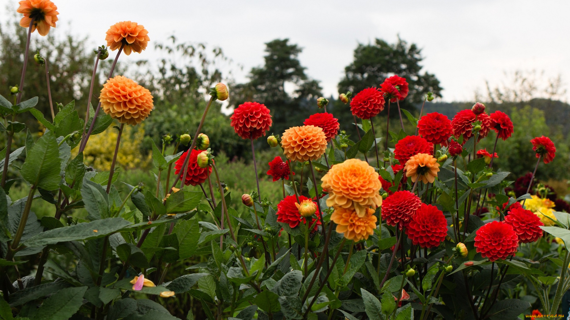 цветы, георгины, разноцветные