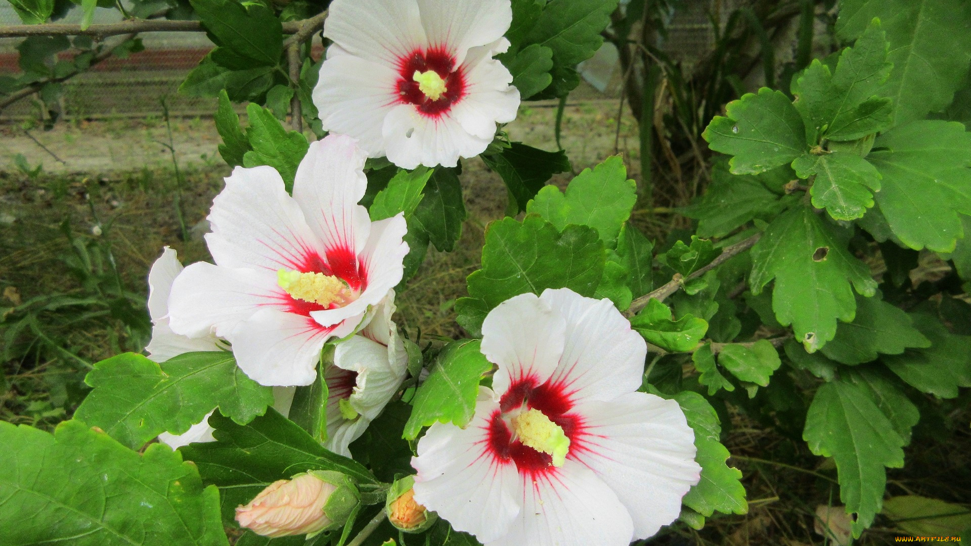 цветы, гибискусы, белые