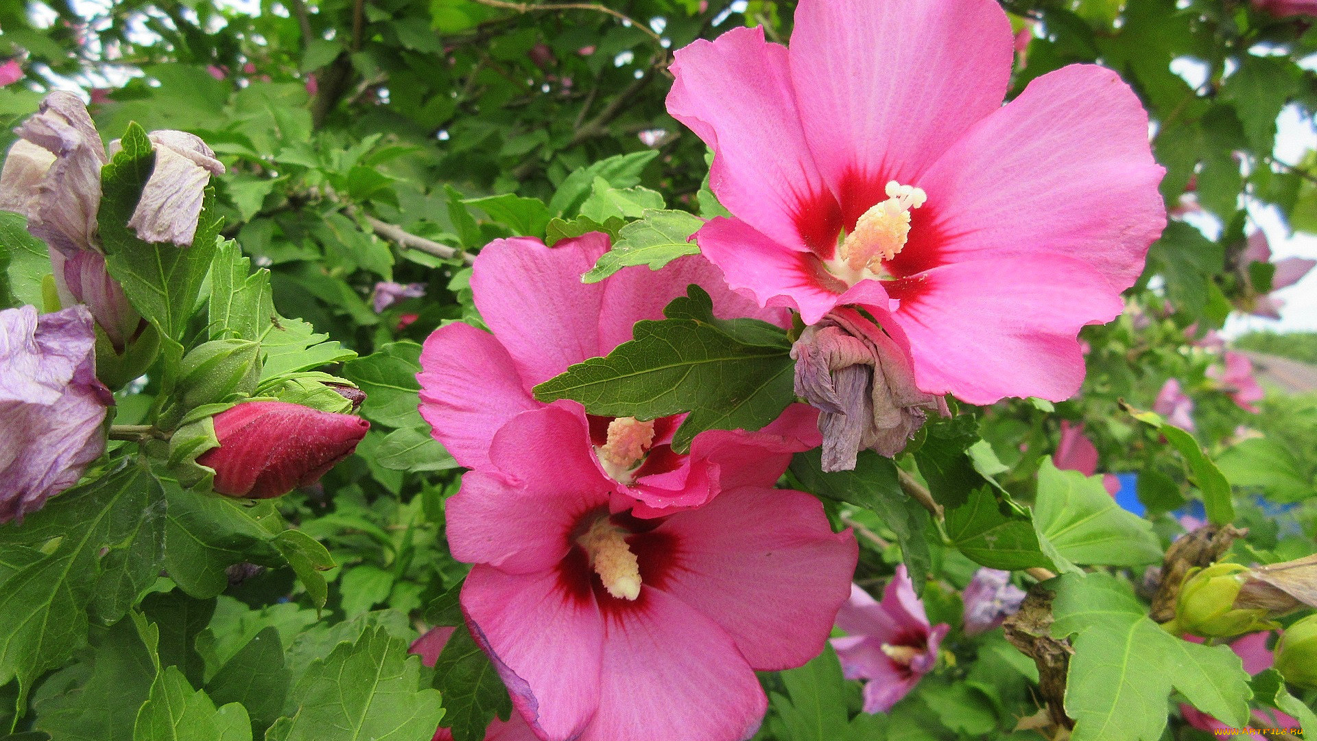 цветы, гибискусы, розовые