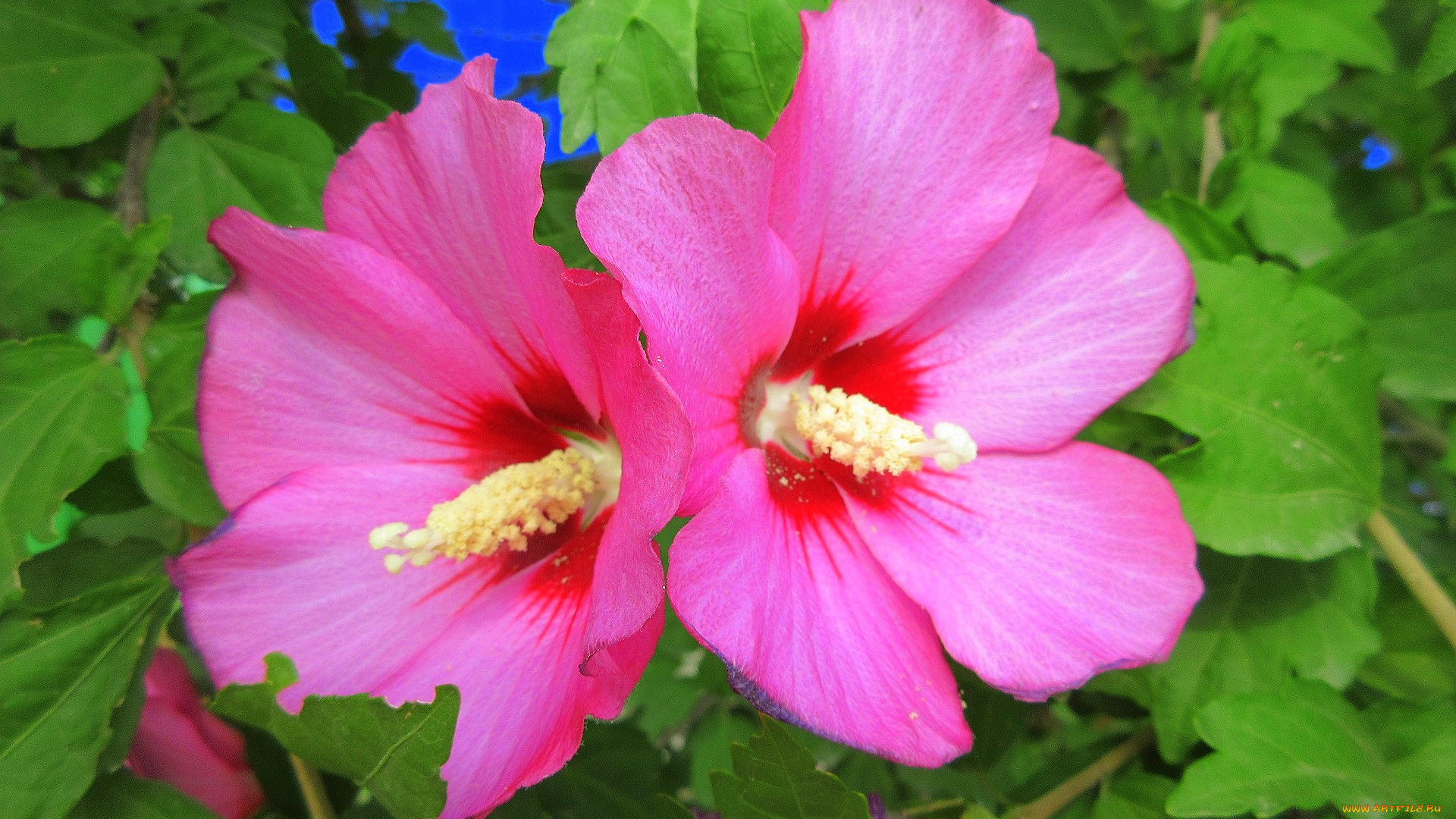 цветы, гибискусы, розовые