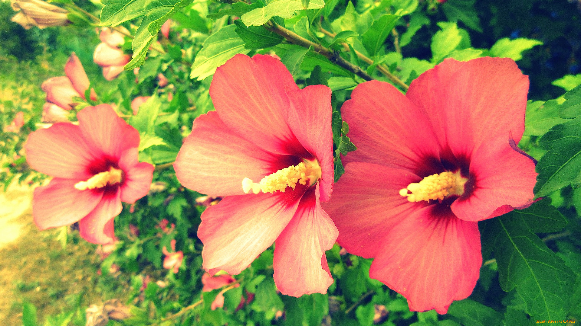 цветы, гибискусы, розовые