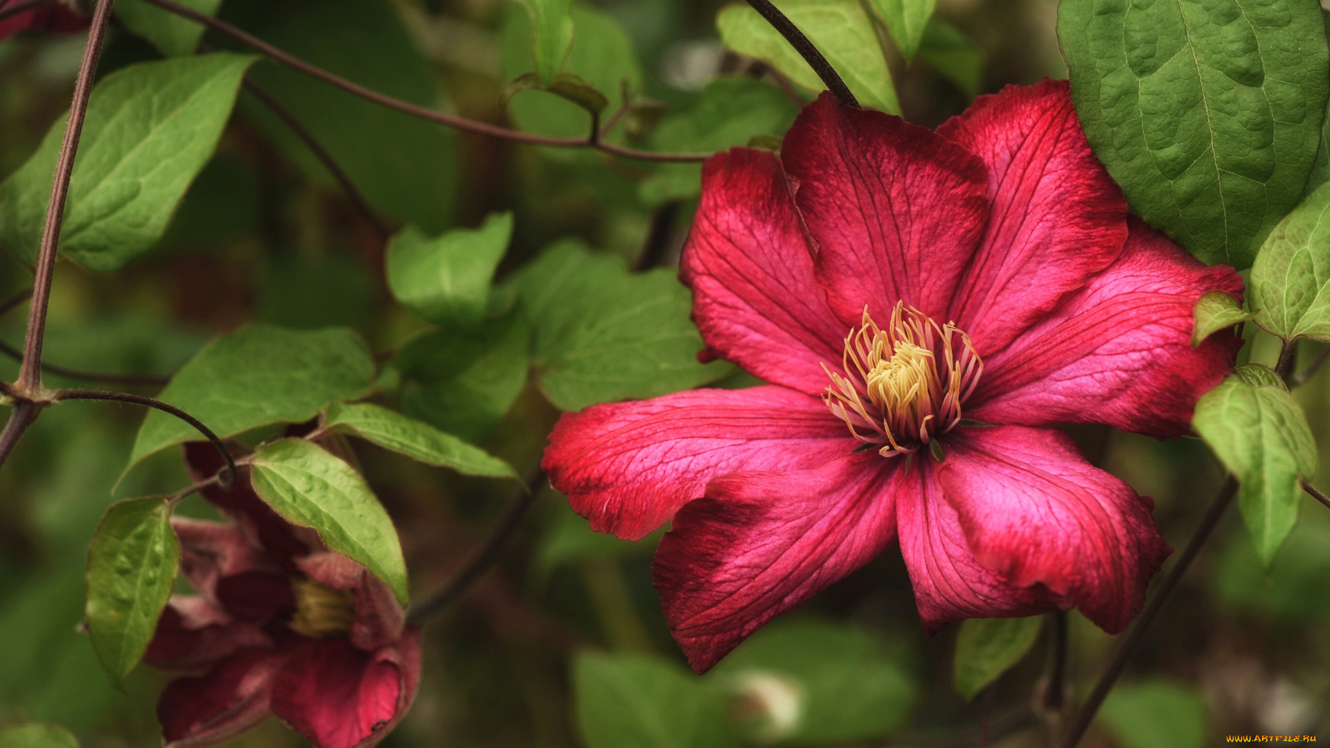 цветы, клематис, , ломонос, листья, цветок, клематис, растение