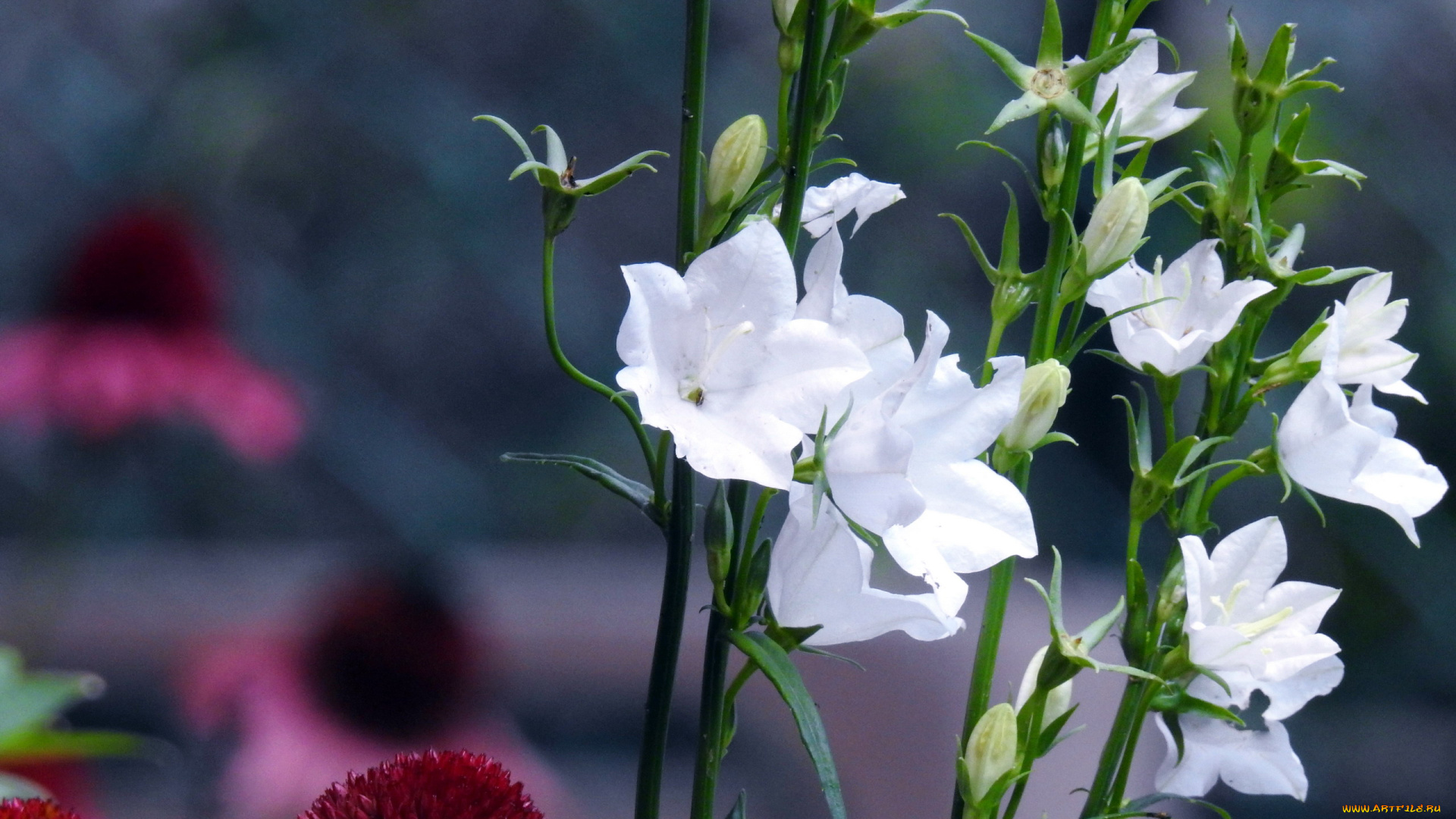 цветы, колокольчики, белый