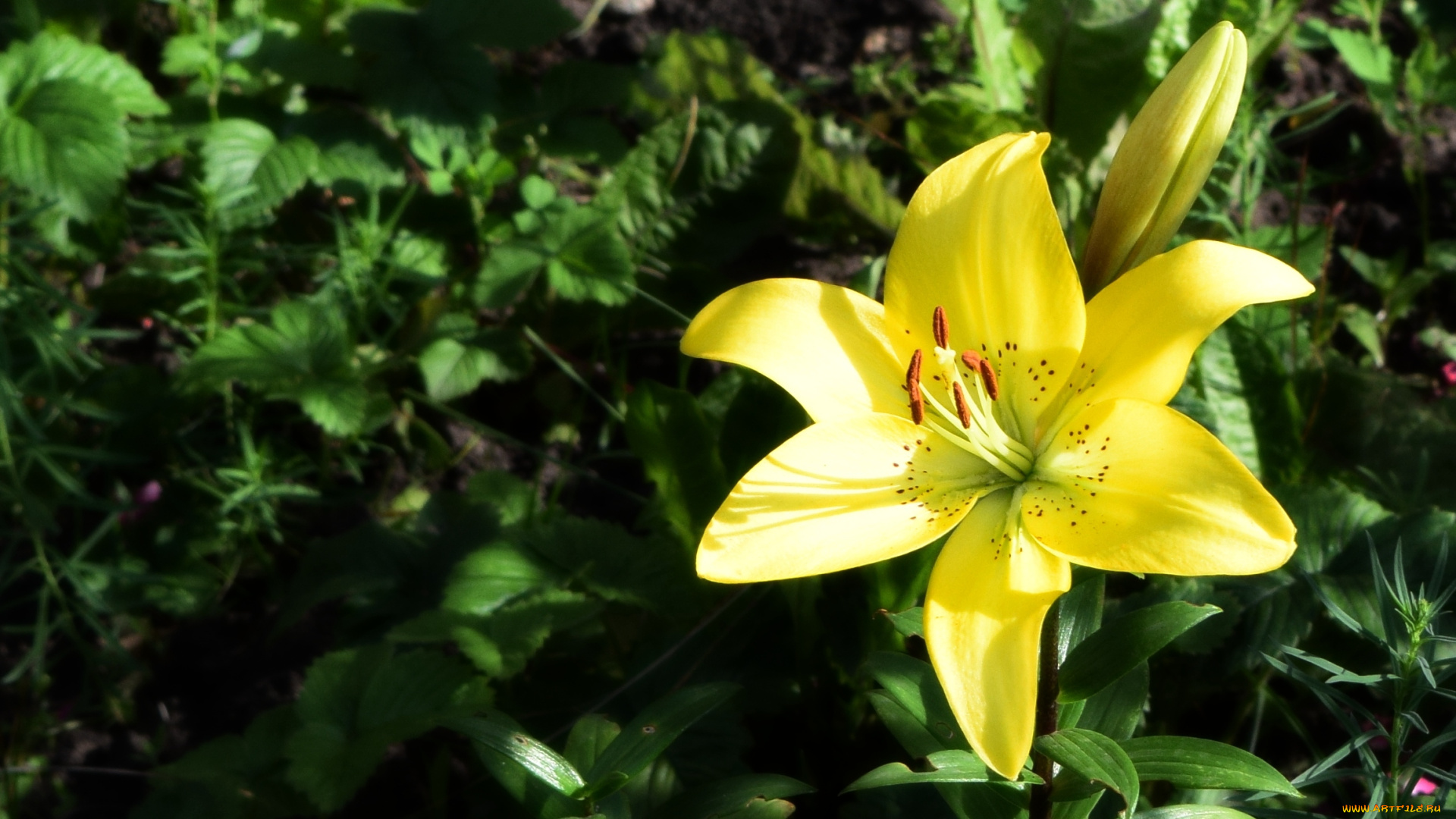цветы, лилии, , лилейники, желтый, цвет