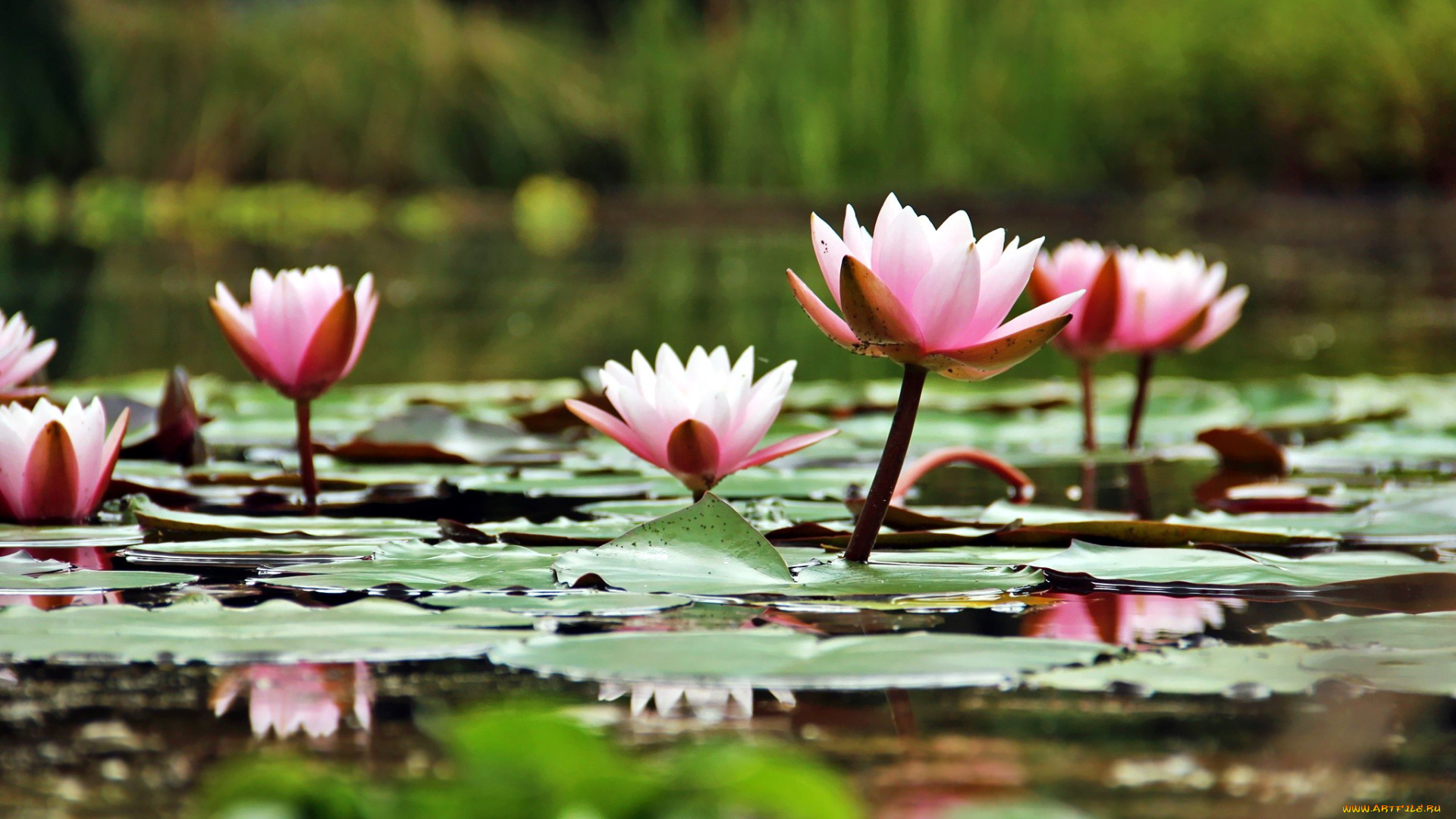 цветы, лилии, водяные, , нимфеи, , кувшинки, розовый