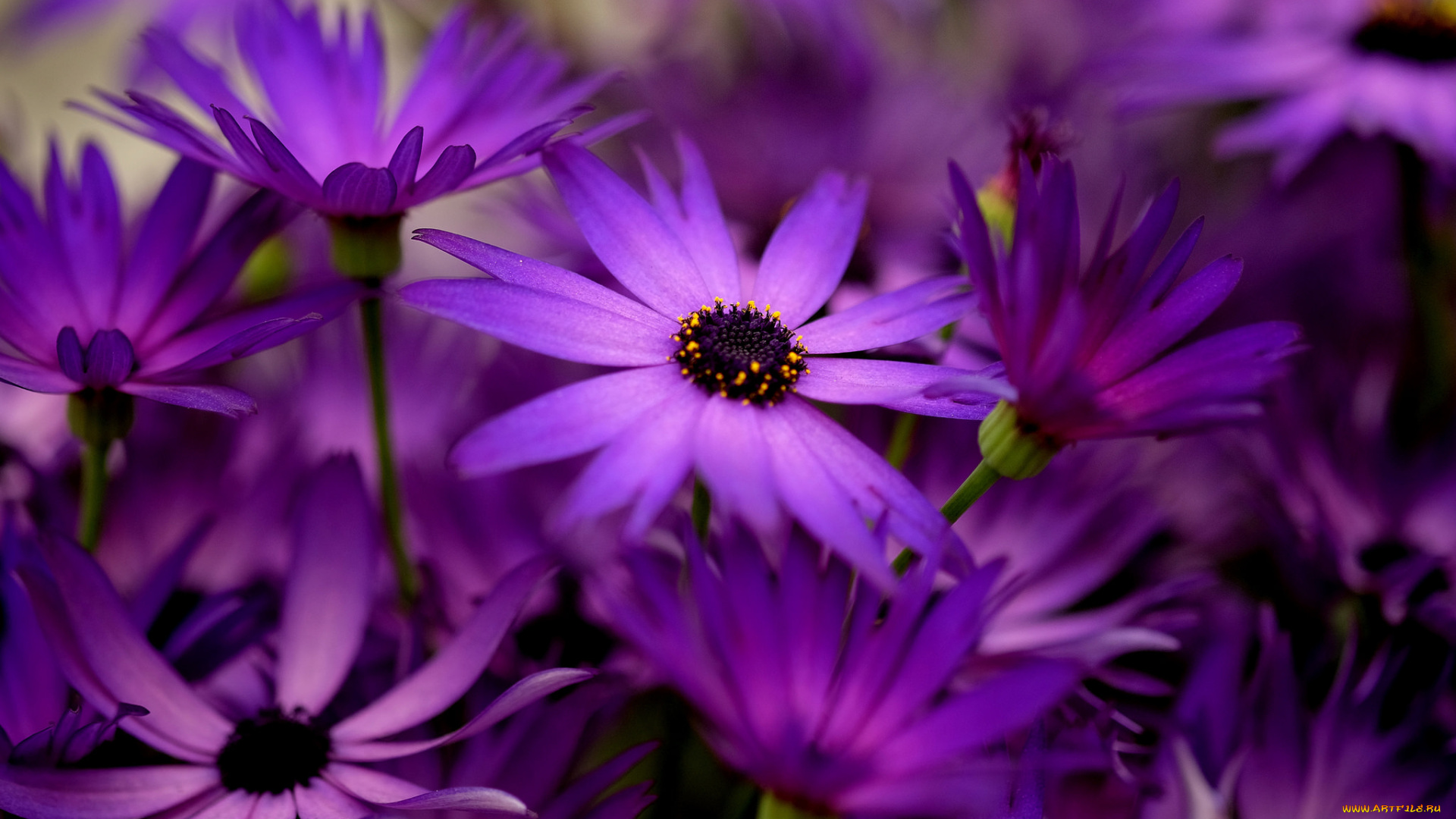 цветы, листики, веточки