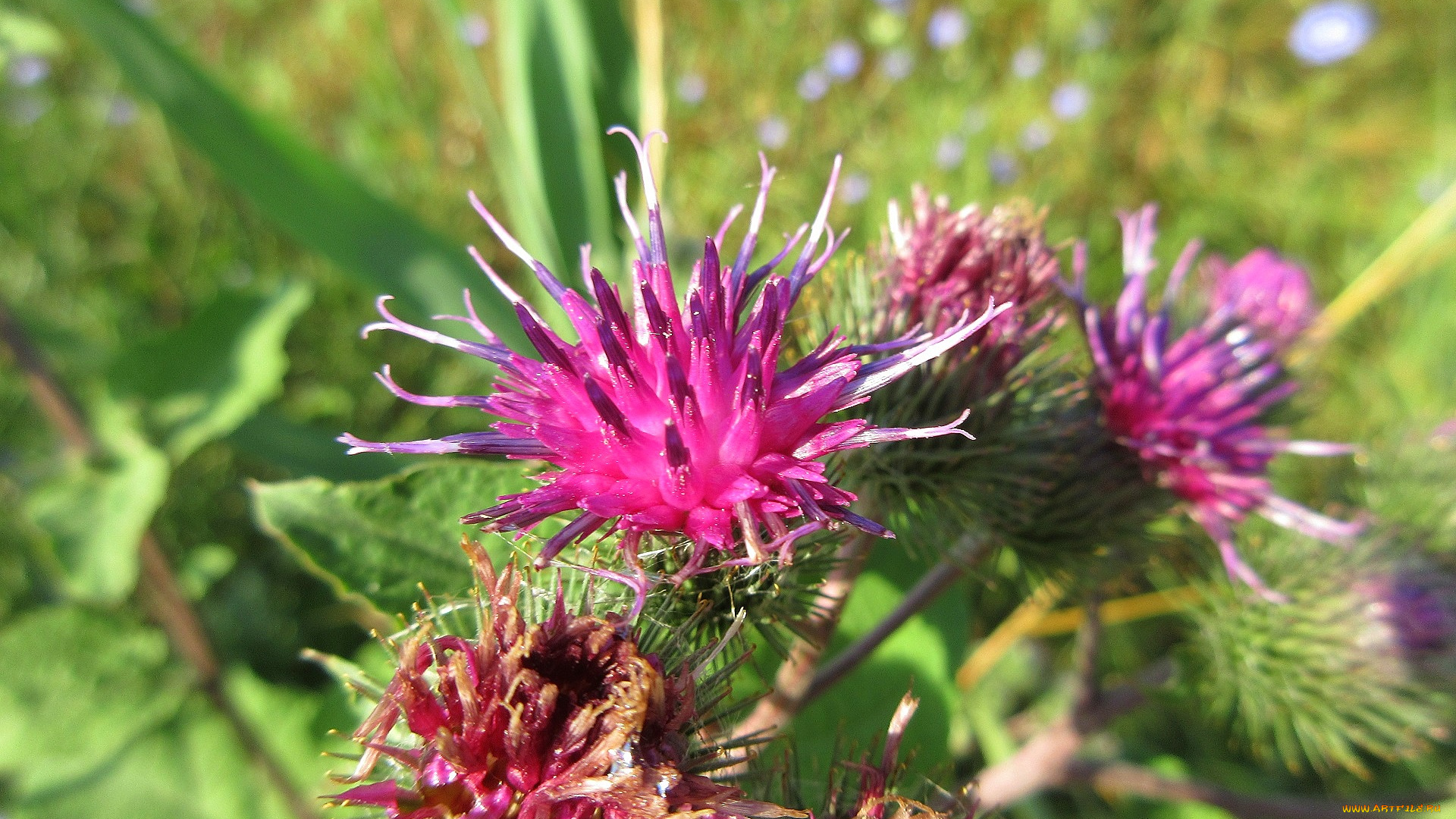 цветы, луговые, , полевые, , цветы, лапух