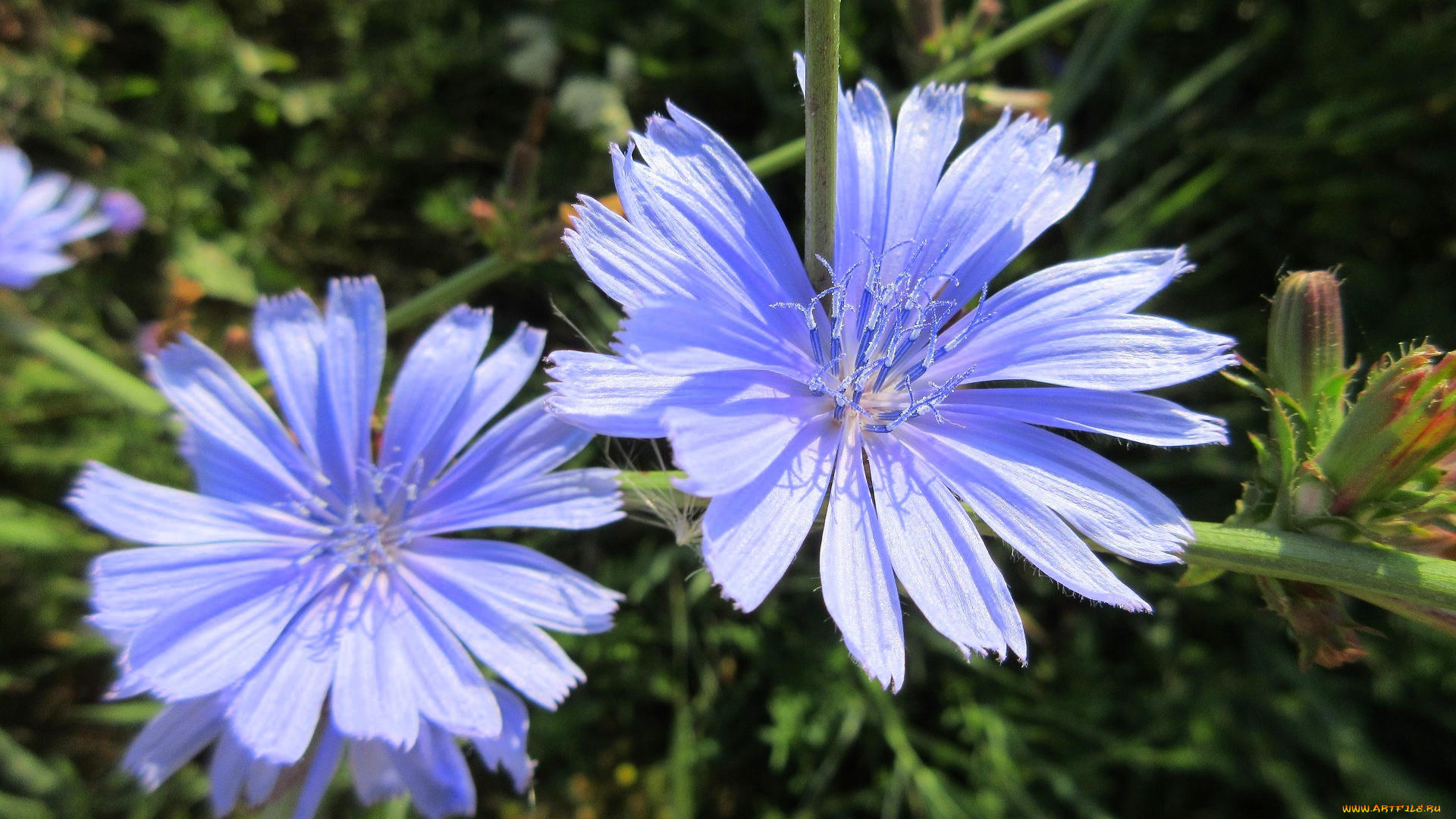 цветы, луговые, , полевые, , цветы, макро