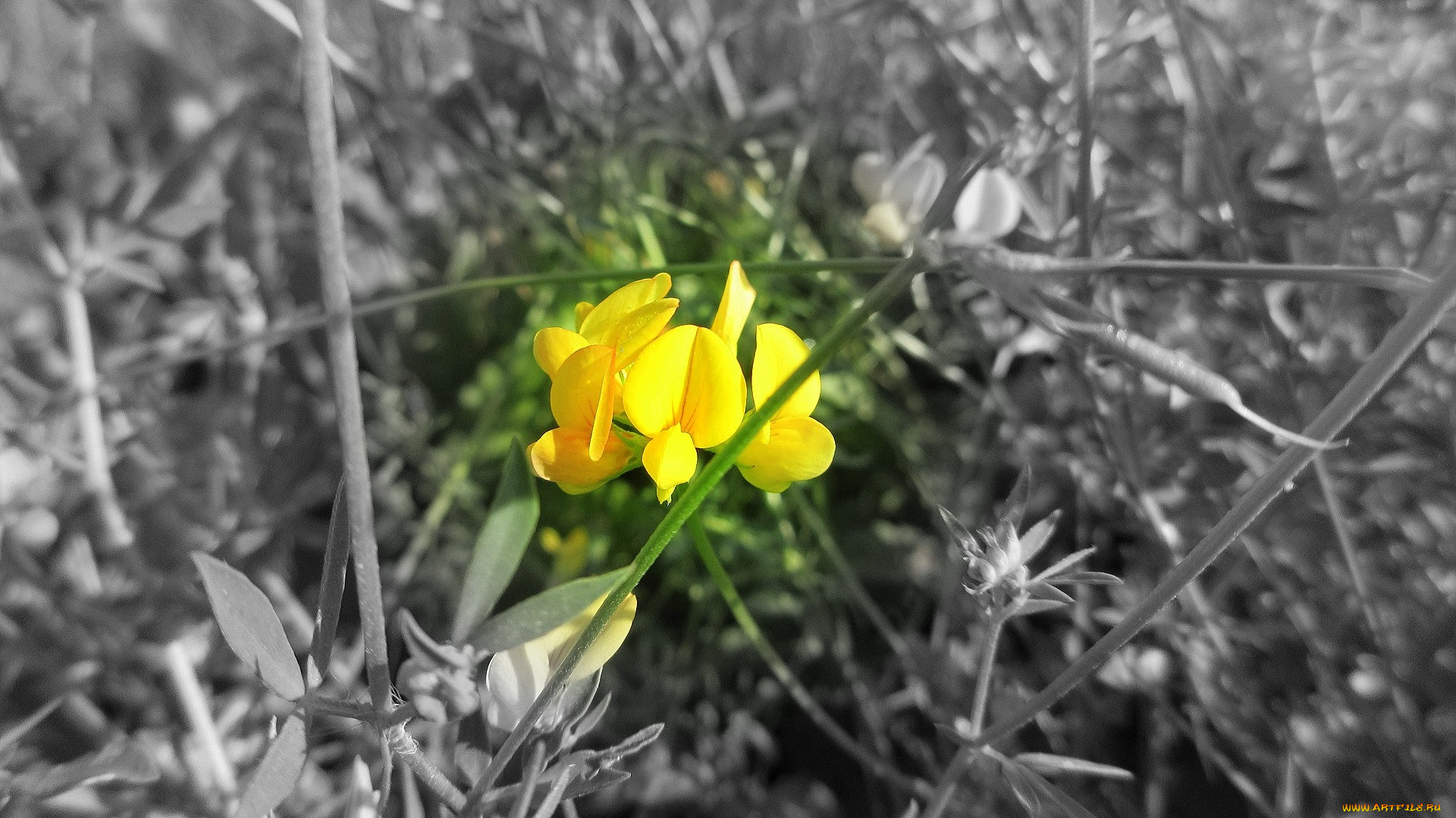 цветы, луговые, , полевые, , цветы, макро