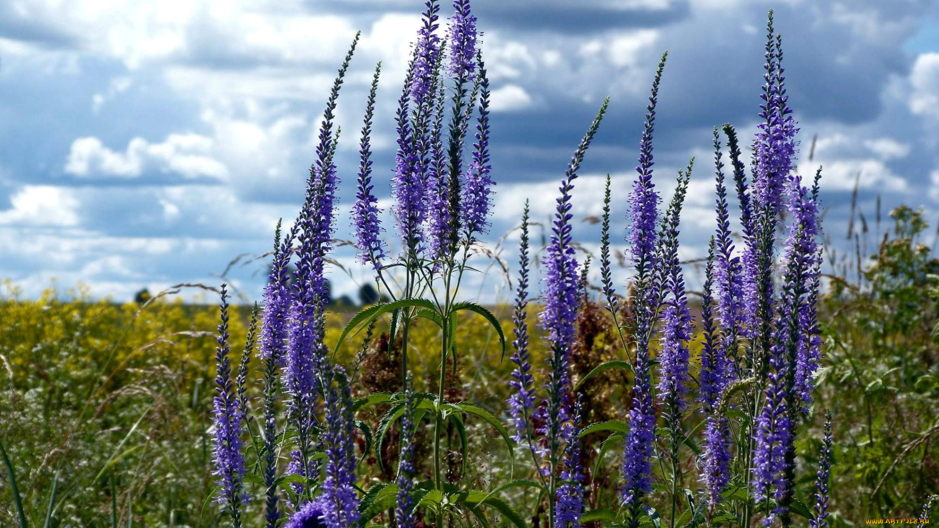 цветы, луговые, , полевые, , цветы, синий