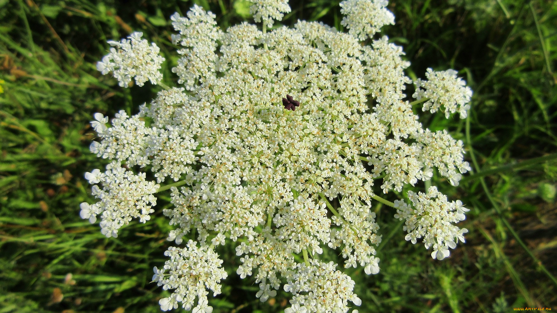 цветы, луговые, , полевые, , цветы, зонтик