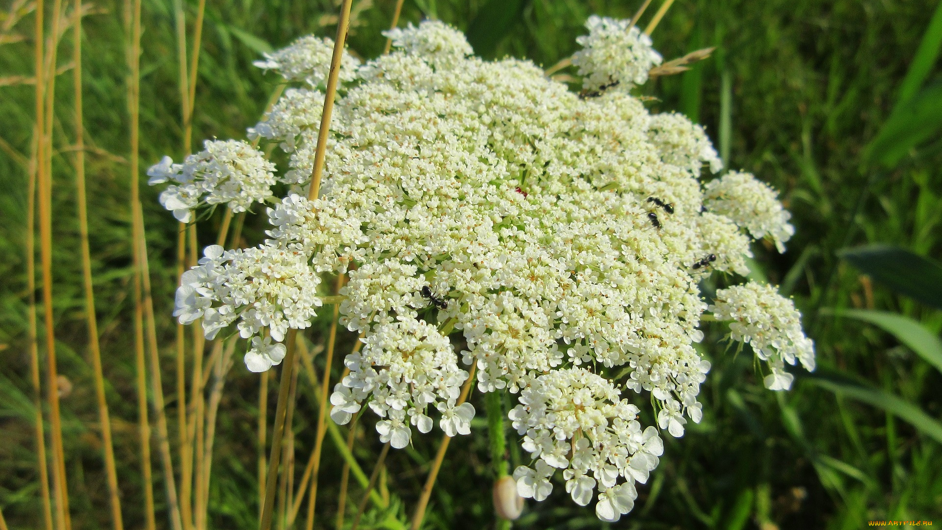 цветы, луговые, , полевые, , цветы, зонтик