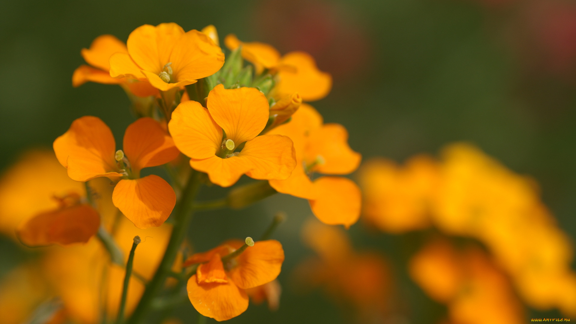 цветы, оранжевые, соцветие