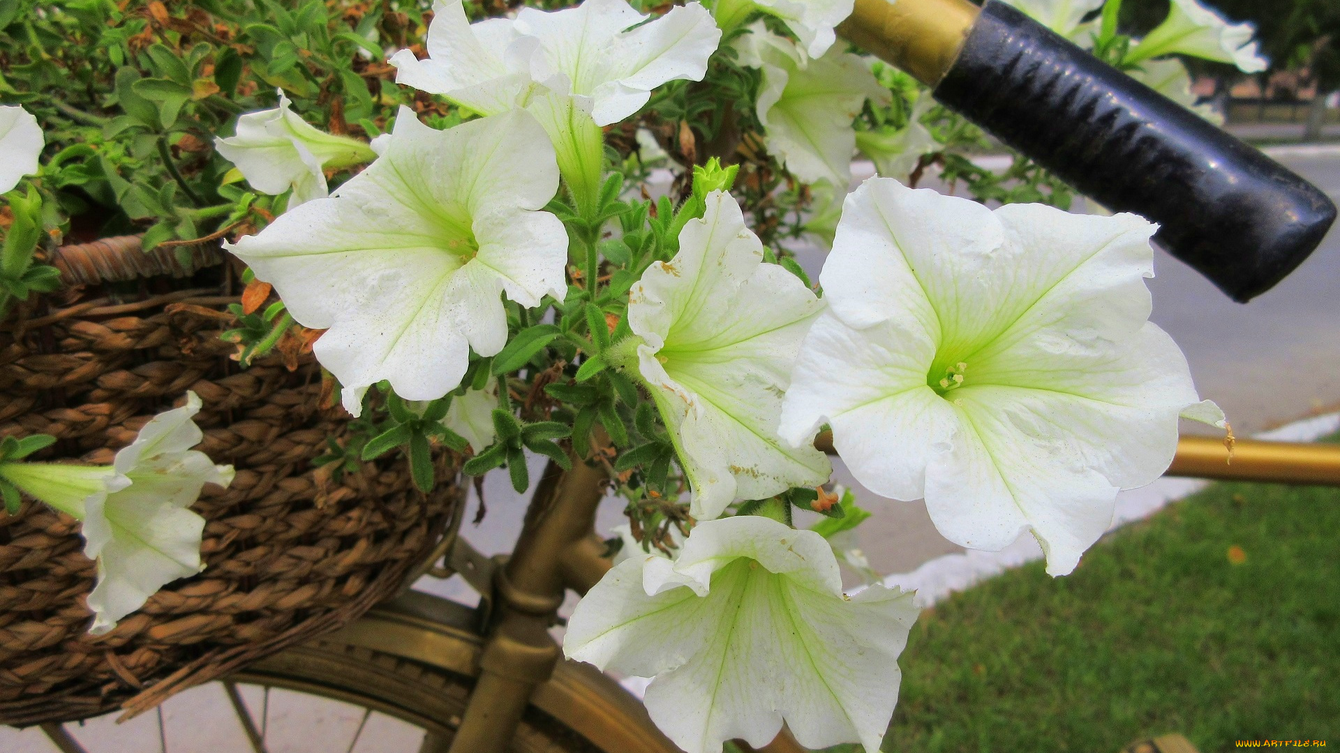 цветы, петунии, , калибрахоа, белые