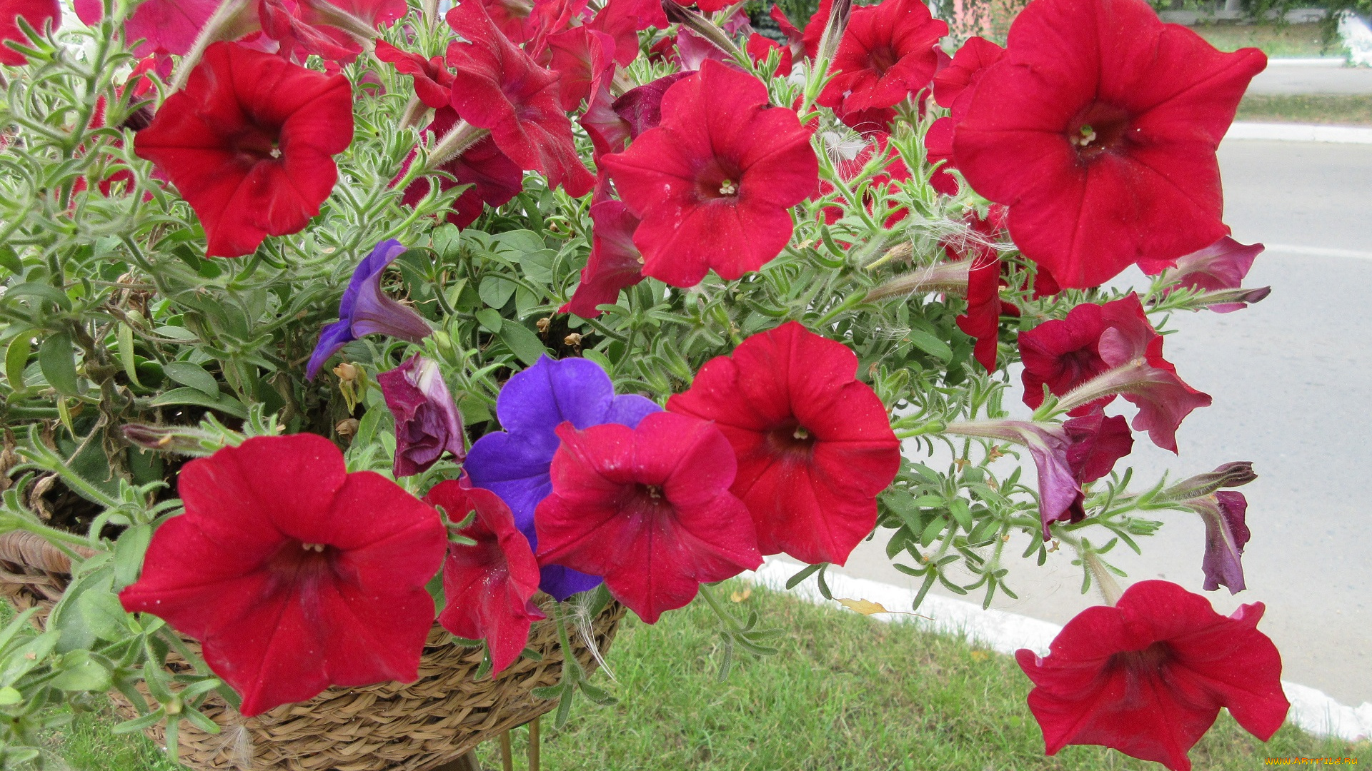 цветы, петунии, , калибрахоа, красная