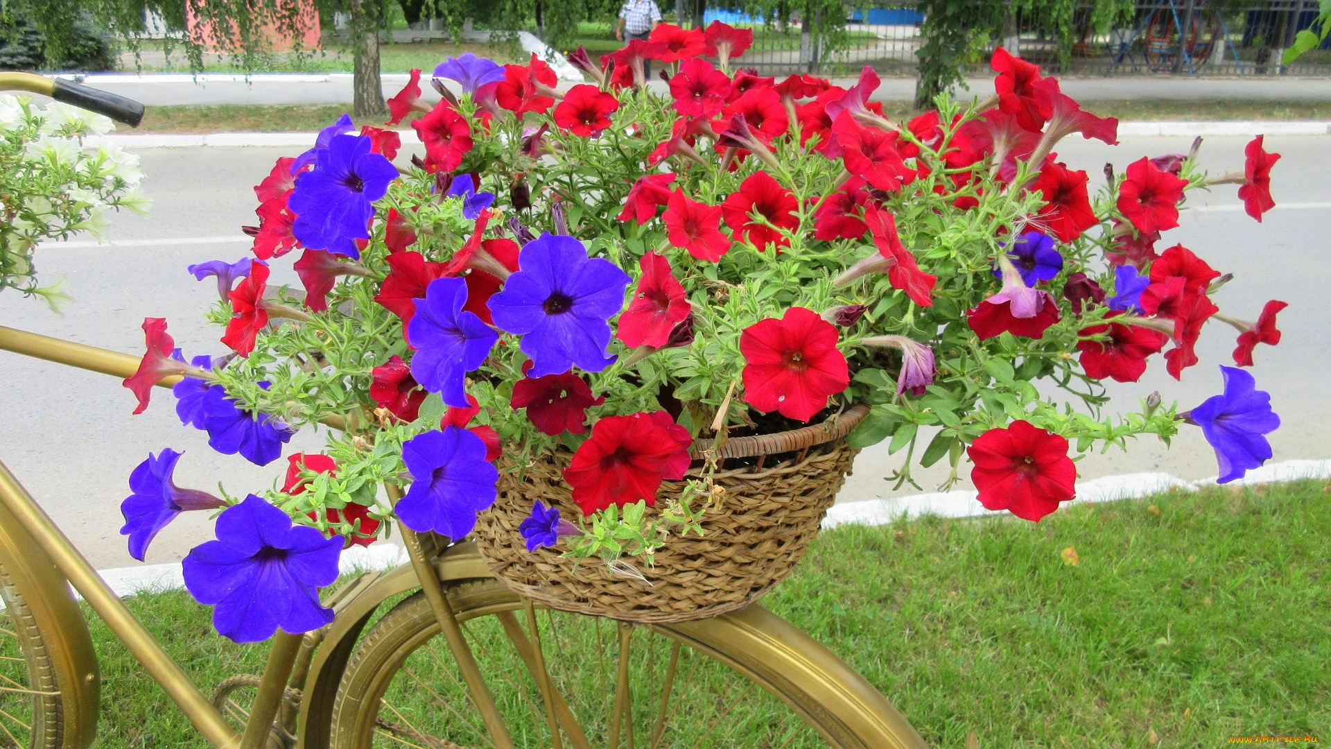 цветы, петунии, , калибрахоа, петуния