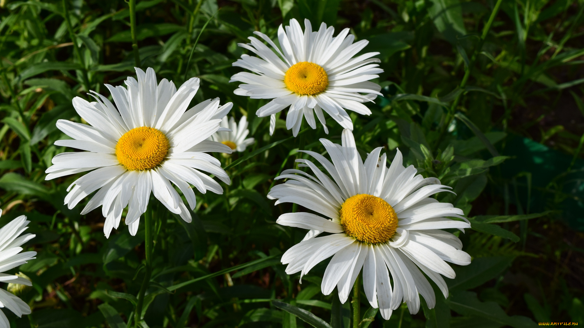 цветы, ромашки, белый, цвет