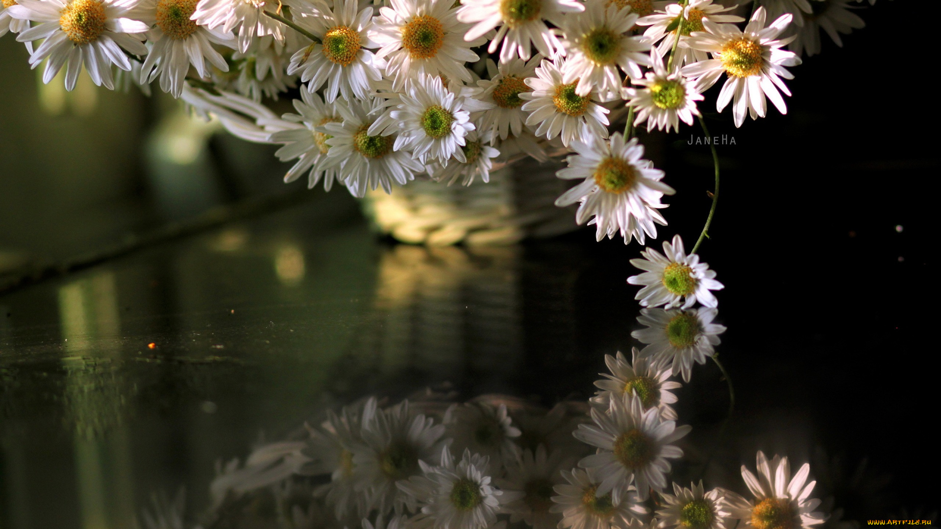 цветы, ромашки, отрожение