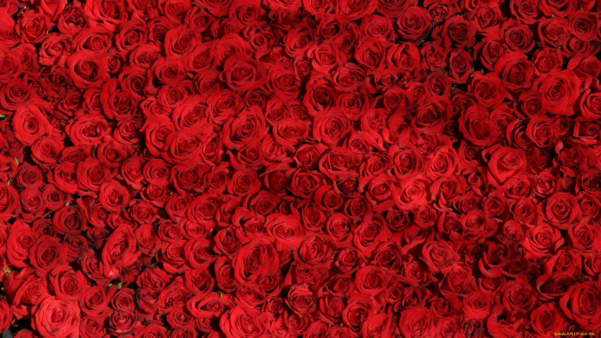 цветы, розы, много