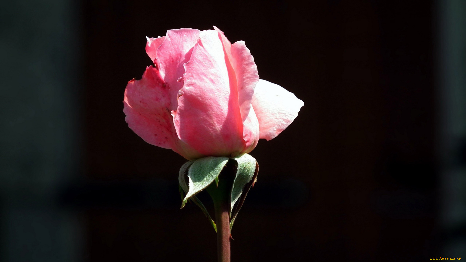 цветы, розы, розовый, бутон