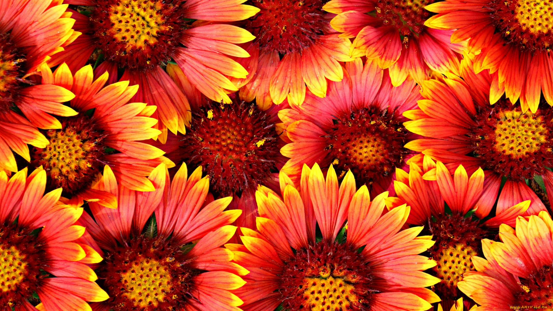 цветы, текстура, фон, гайлардия