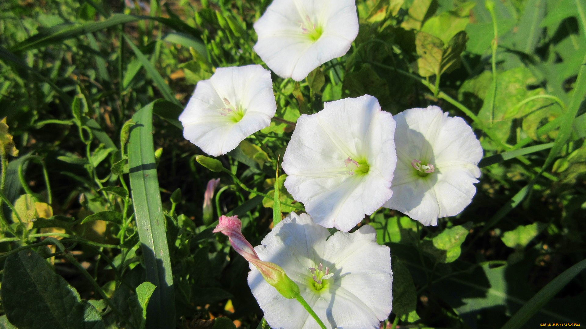 цветы, вьюнки, , ипомеи, дикий, вьюнок, берёзка