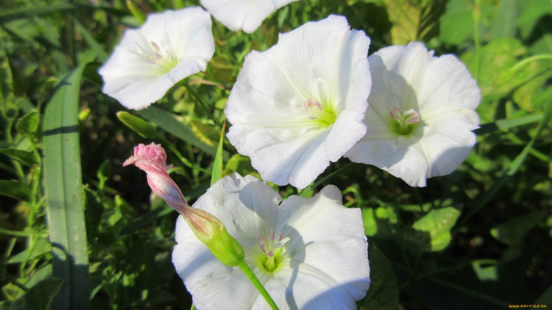 цветы, вьюнки, , ипомеи, дикий, вьюнок, берёзка