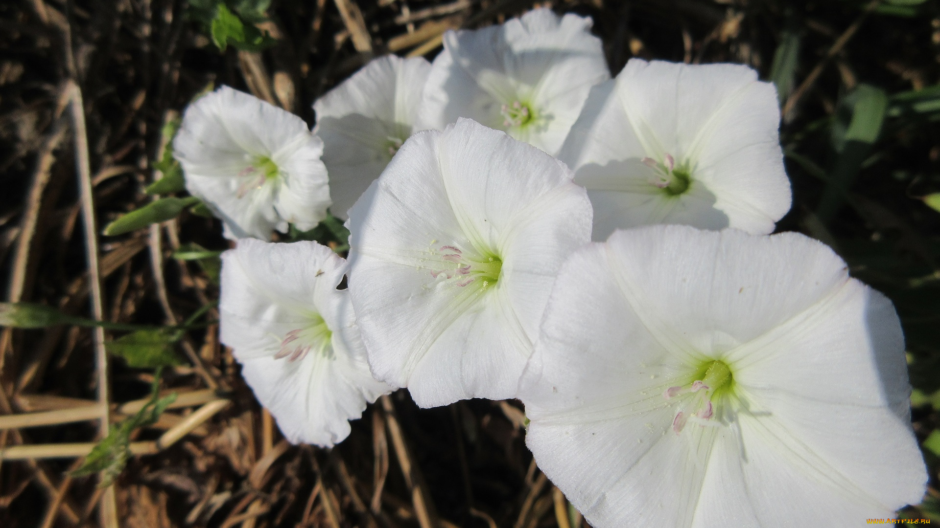 цветы, вьюнки, , ипомеи, дикий, вьюнок, берёзка