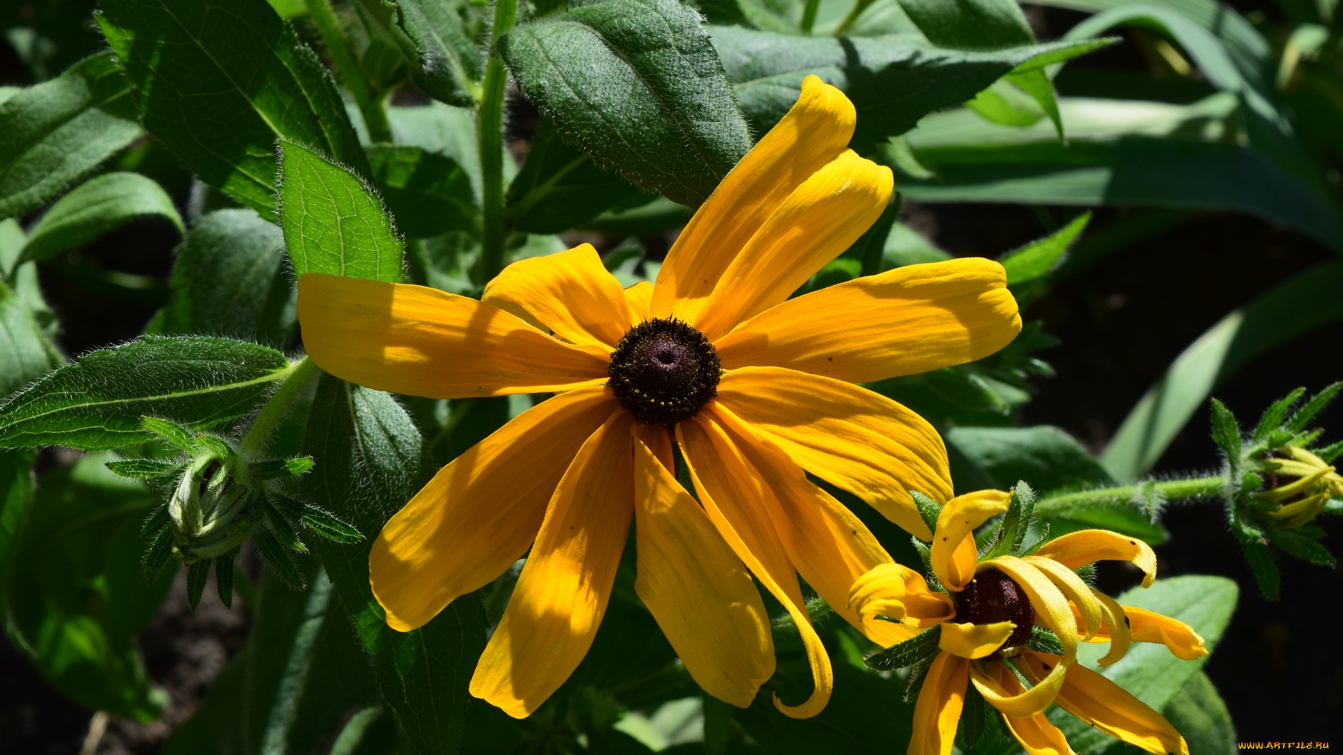 цветы, желтый, цвет