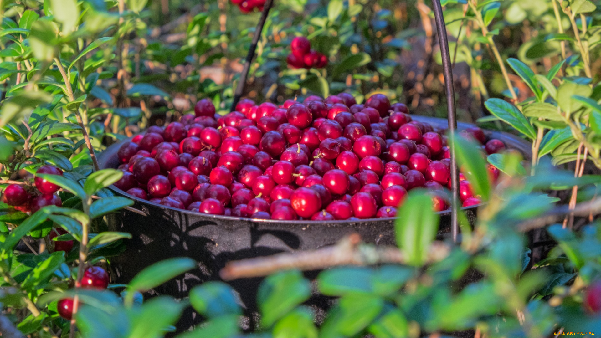 еда, клюква, cranberries, ягоды