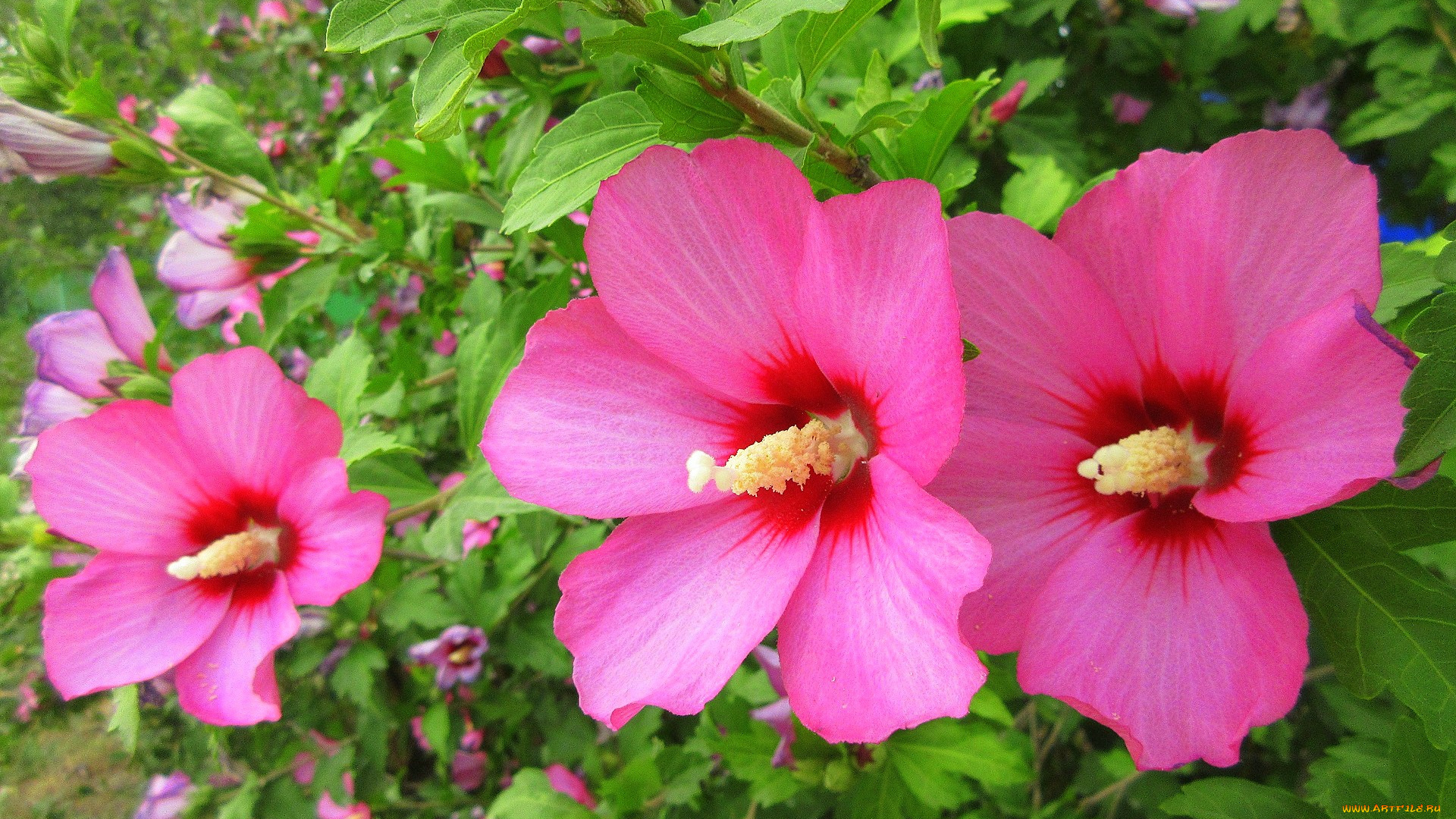 гибискус, цветы, гибискусы, розовые