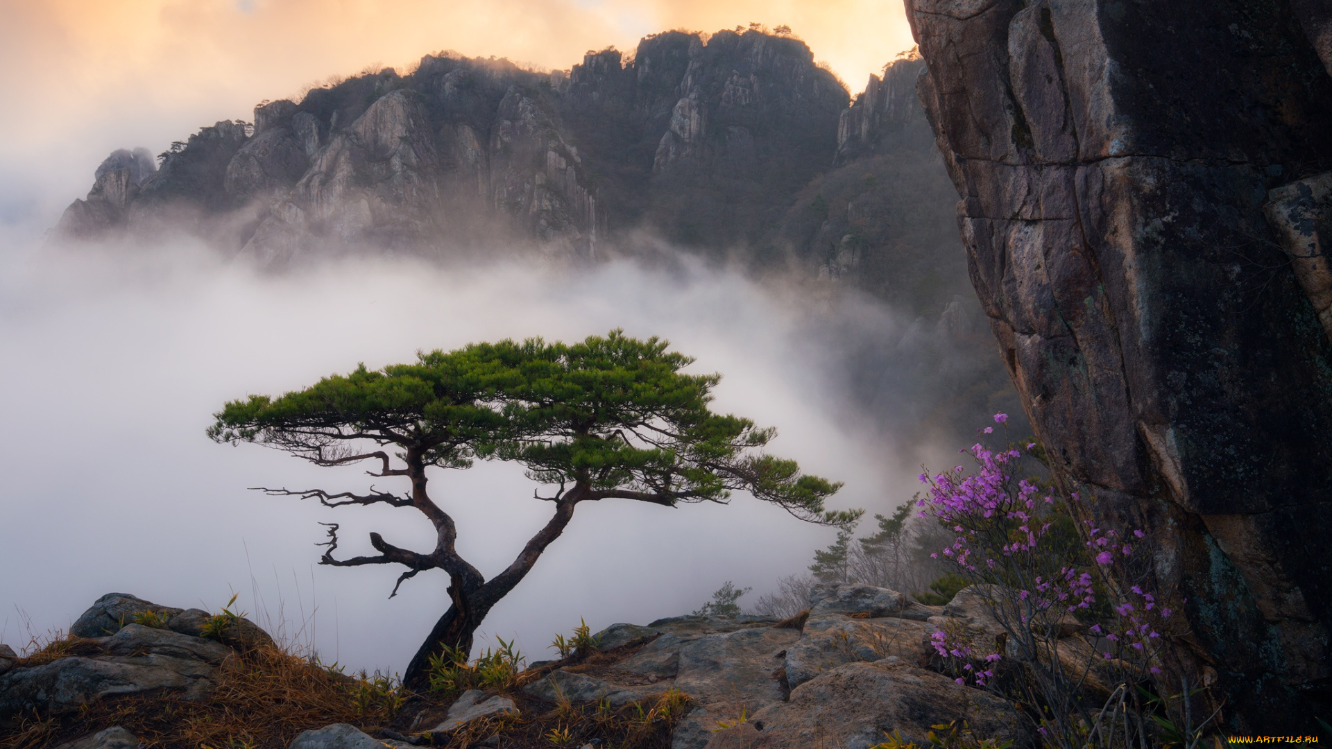 природа, горы, цветы, сосна, туман, облака, трава, пейзаж, куст, скала, дерево