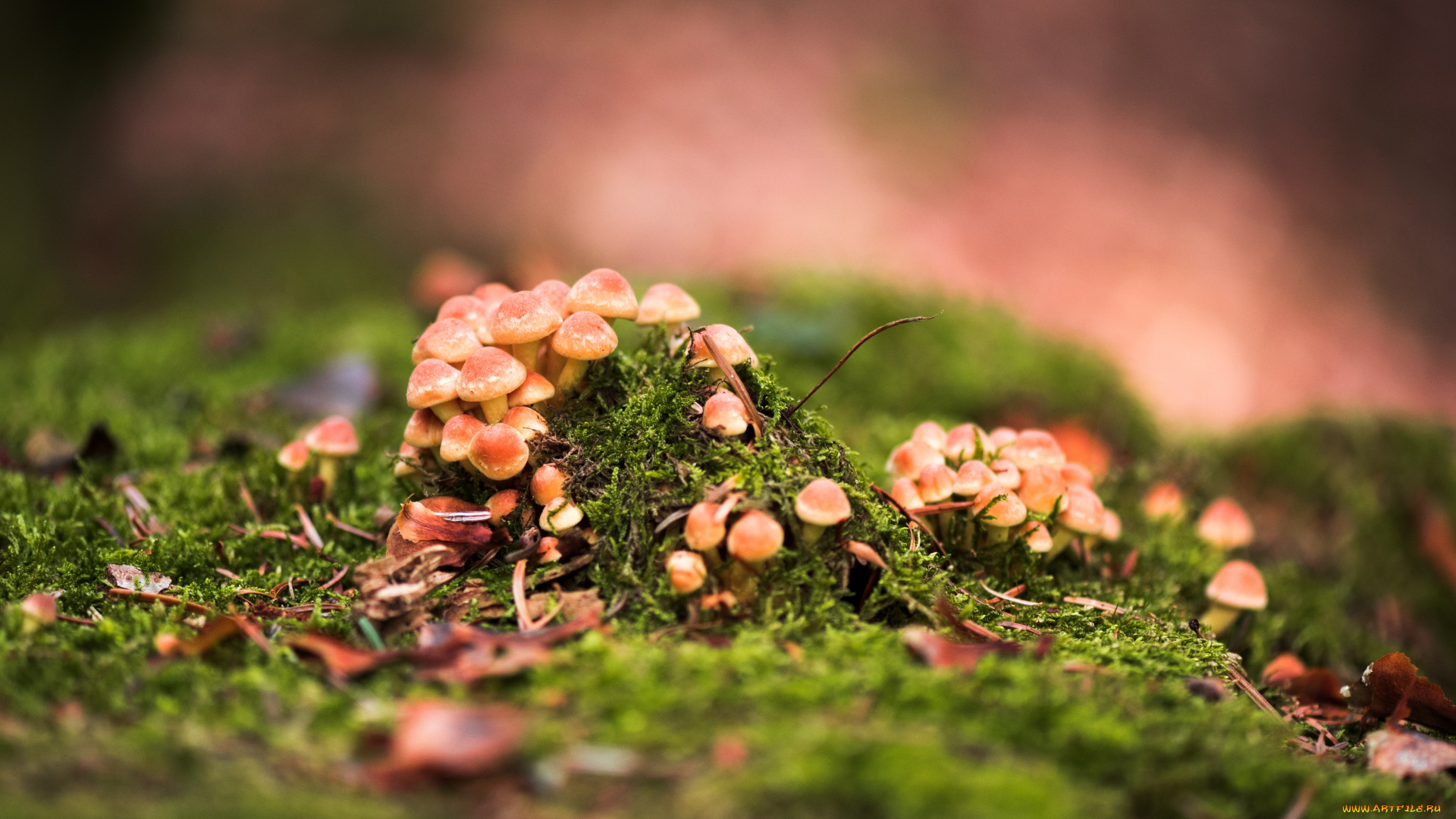 природа, грибы, лес