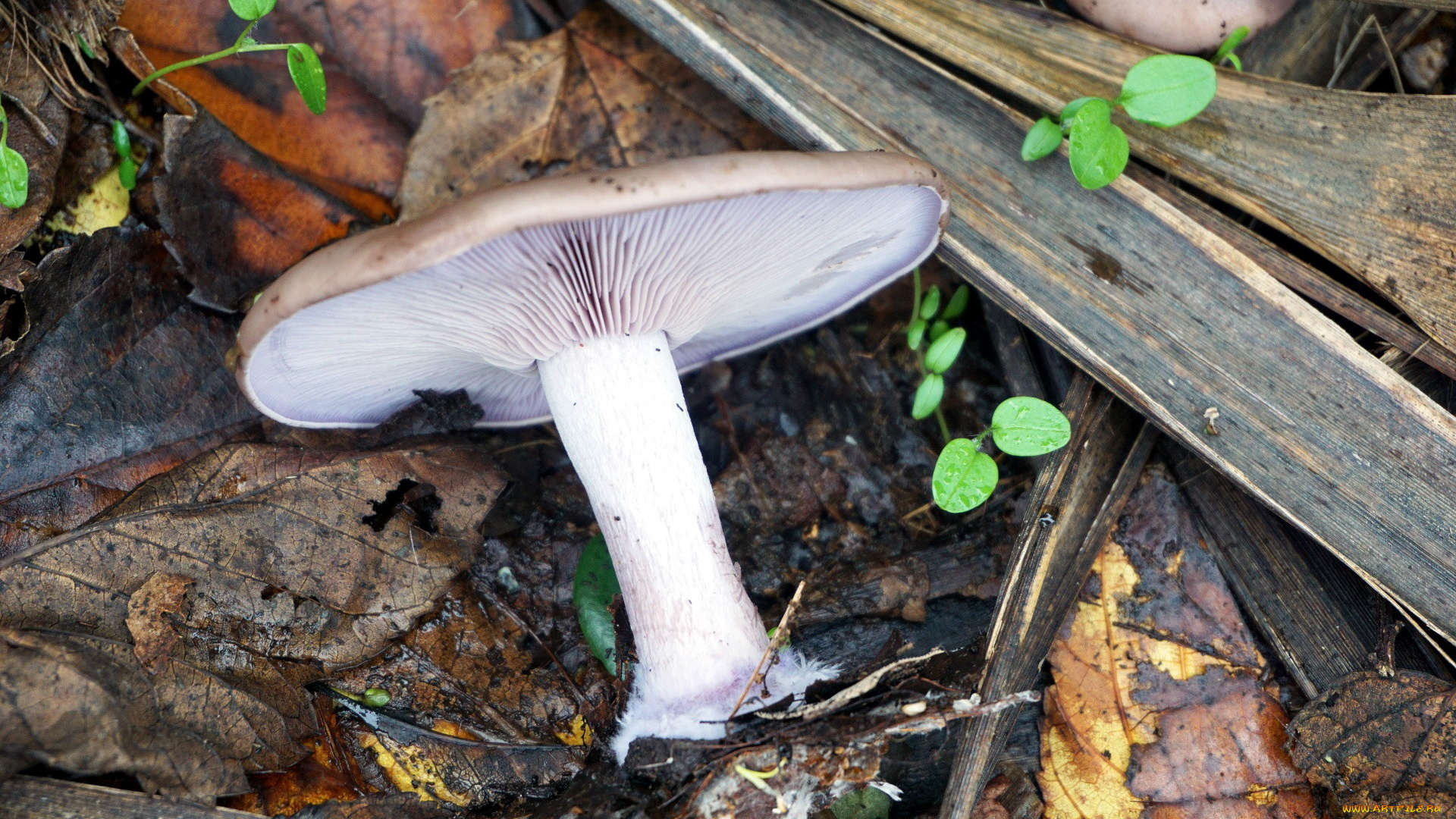 природа, грибы, шляпка, гриб, листья