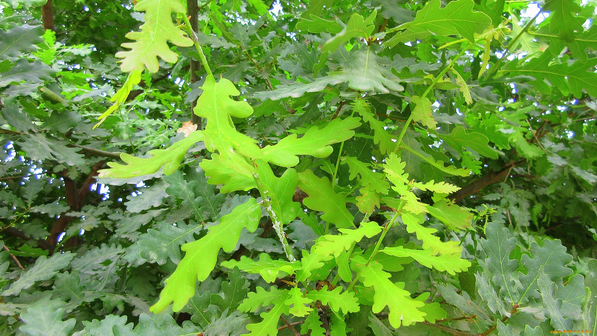 природа, листья, дуб