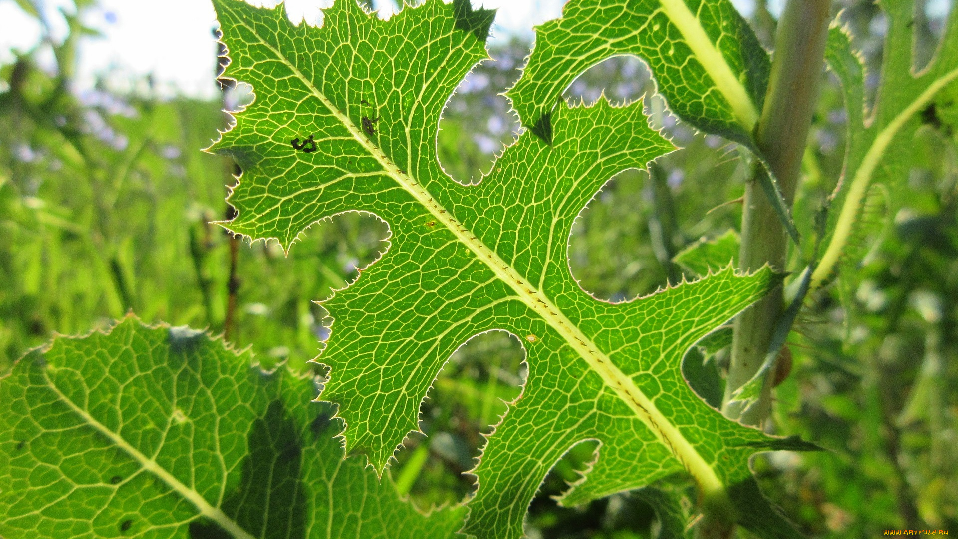 природа, макро, трава