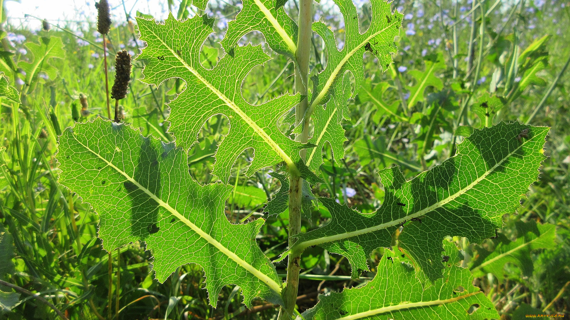 природа, макро, трава